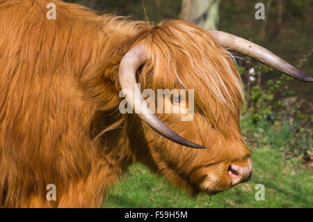 Highland Cattle Banque D'Images