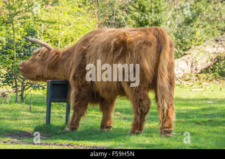 Highland Cattle Banque D'Images