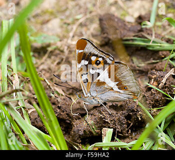 Dessous de Purple Emperor butterfly Apatura iris au rez-de-chaussée en chemin et sels nutritifs dans Fermyn Woods nature reserve Northhampton Banque D'Images