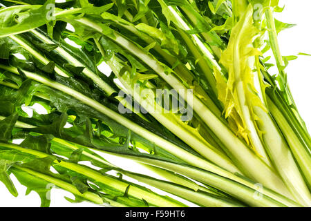 Salade de pissenlit ware, Italien Italie vert vert Alimentation saine Santé adapter la forme physique peu calorique, cuisine élégante, de préparation, de nouveau, Banque D'Images