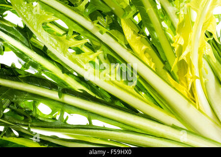 Salade de pissenlit ware, Italien Italie vert vert Alimentation saine Santé adapter la forme physique peu calorique, cuisine élégante, de préparation, de nouveau, Banque D'Images