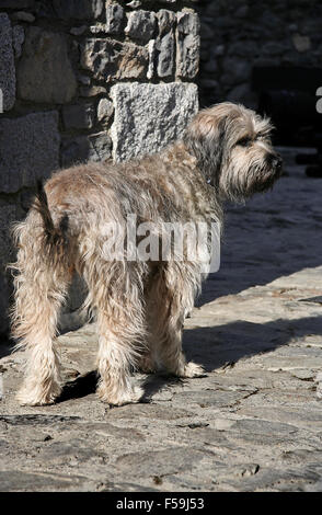 Le chien de berger Catalan est une race de chien des Pyrénées Catalanes utilisé comme un chien de berger. Le chien est produites en Europe, particulièrement en Espagne, Finl Banque D'Images