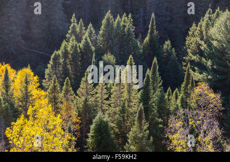 Automne arbres colorés dans le parc Algonquin . L'Ontario, Canada Banque D'Images