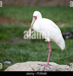 Spatule d'Afrique (Platalea alba) Banque D'Images