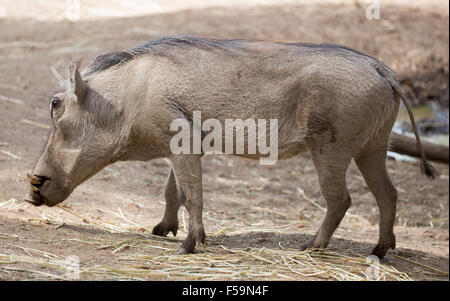 Phacochère commun (Phacochoerus africanus) en captivité Banque D'Images