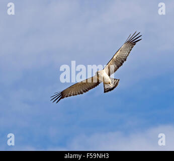 Spotted harrier, Circus assimilis , oiseau de proie en vol avec les ailes étalées sur fond de ciel bleu dans l'arrière-pays australien Banque D'Images