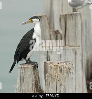 Grand cormoran Phalacrocorax varius, avec un plumage noir et blanc immaculé, perché sur la jetée en bois patiné poster Banque D'Images