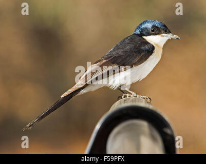 Moucherolle agité, Myiagra inquieta, noir & blanc avec oiseau plumage brillant contre la lumière fond brun dans l'arrière-pays australien Banque D'Images