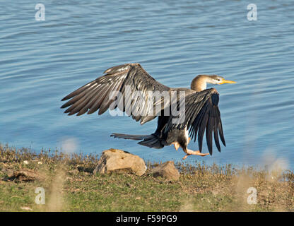 Serpent australien-necked vert Anhinga novaehollandiae avec les ailes étendues en tenant à l'air au-dessus de l'eau de lac intérieur bleu Banque D'Images