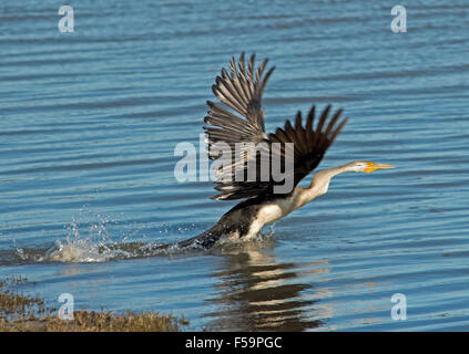 Serpent australien-necked vert Anhinga novaehollandiae avec les ailes étendues s'éclabousser dans l'eau bleu de lac intérieur pendant le décollage Banque D'Images