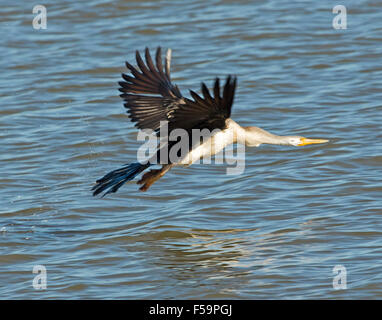 Serpent australien à col-vert, Anhinga novaehollandiae en vol, avec des ailes et du cou, plus étendu de l'eau bleu du lac outback Banque D'Images