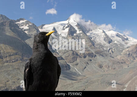 Alpine chough en face de Grossglockner, Parc National du Haut Tauern, Carinthie, Autriche, Europe / Pyrrhocorax graculus Banque D'Images