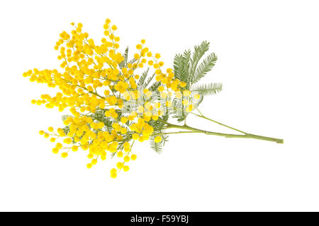 La direction générale de mimosa isolé sur blanc. Fleurs de mimosa en Italie est le symbole de la "Journée internationale des femmes". Banque D'Images