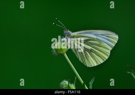 Un papillon blanc veiné vert au repos UK Banque D'Images