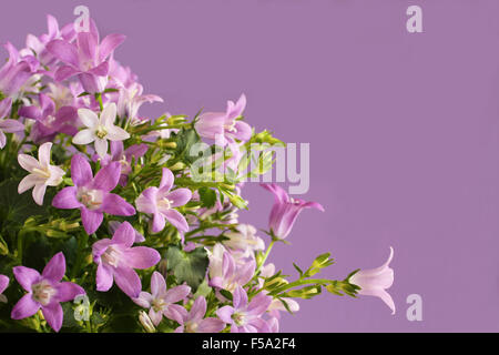 Campanula portenschlagiana sur fond lilas Banque D'Images