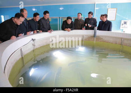 Pyongyang. 31 octobre, 2015. Photo fournie par Korean Central News Agency (KCNA) Le 31 octobre 2015 montre top chef de la République populaire démocratique de Corée (RPDC) Kim Jong Un (5ème), L'orientation sur le terrain donnant à la barbue de Pyongyang, RPDC Pyongyang à la ferme. Credit : KCNA/Xinhua/Alamy Live News Banque D'Images