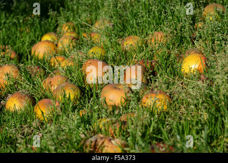 Pommes exceptionnels sont abandonnés dans l'herbe d'un verger Banque D'Images