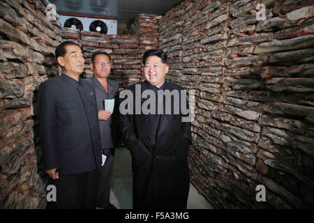 Pyongyang. 31 octobre, 2015. Photo fournie par Korean Central News Agency (KCNA) Le 31 octobre 2015 montre top chef de la République populaire démocratique de Corée (RPDC) Kim Jong Un (R) de donner des conseils sur le terrain à la barbue de Pyongyang, RPDC Pyongyang à la ferme. Credit : KCNA/Xinhua/Alamy Live News Banque D'Images