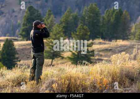 Bob à la recherche de loups, Lamar Valley, le Parc National de Yellowstone, Wyoming, USA Banque D'Images