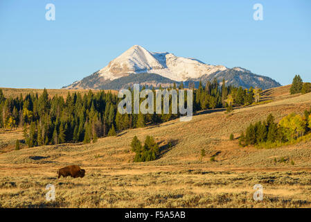 American bison, Bison bison, (Buffalo) dans le lac des appartements, Gallatin Range, le Parc National de Yellowstone, Wyoming, USA Banque D'Images