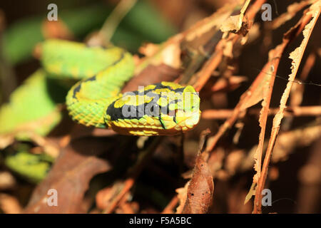 Pit Viper vert du Sri Lanka (Pala) Polanga Banque D'Images