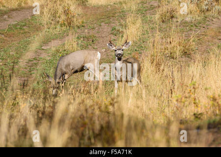 Le cerf mulet, Odocoileus hemionus, Yellowstone National Park, Wyoming, USA Banque D'Images