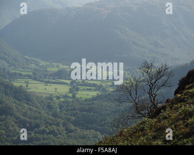 Borrowdale et ses environs fells vu de pentes de Maiden Moor sur Newlands Horseshoe dans Cumbria UK avec l'arbre de premier plan Banque D'Images