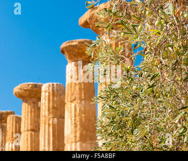 Arbre généalogique olive avec des colonnes à l'arrière-plan dans la Vallée des Temples d'Agrigente Banque D'Images