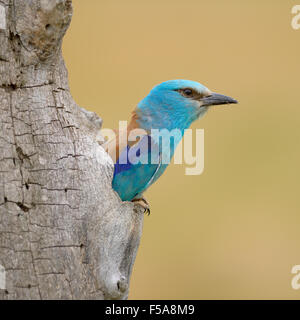 Coracias garrulus European (rouleau), à la recherche de nid, le Parc National Kiskunság, Hongrie Banque D'Images