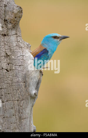 Coracias garrulus European (rouleau), à la recherche de nid, le Parc National Kiskunság, Hongrie Banque D'Images