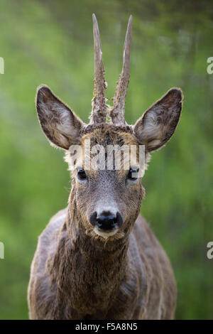 Le chevreuil (Capreolus capreolus) roebuck avec manteau d'hiver, portrait, Parc National de Kiskunság, Hongrie Banque D'Images