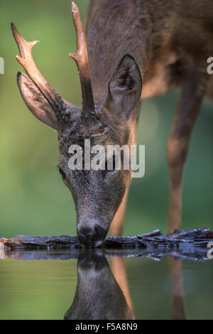 Le chevreuil (Capreolus capreolus) roebuck boire au point d'eau, de la forêt du Parc National de Kiskunság, Hongrie Banque D'Images