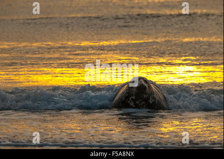 Phoque gris (Halichoerus grypus) dans l'eau au lever du soleil, d'Heligoland, Schleswig-Holstein, Allemagne Banque D'Images