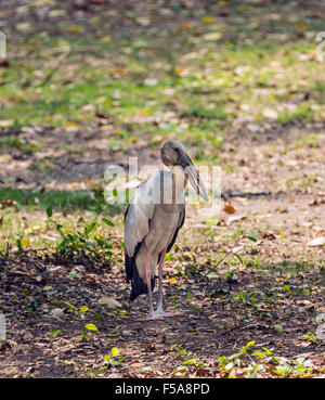 Asian openbill ou asiatique ouvrir bill stork (Anastomus oscitante), Ayutthaya, Thaïlande Banque D'Images