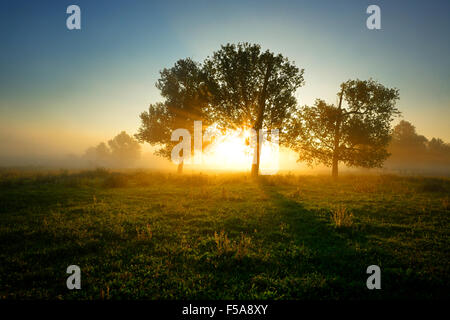 Les rayons du soleil brillant à travers les arbres et le brouillard, Naturpark Unteres Saaletal, Saxe-Anhalt, Allemagne Banque D'Images