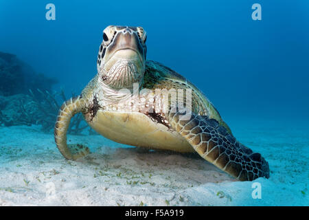 Tortue verte (Chelonia mydas) reposant sur les fonds marins de sable, Grande Barrière de Corail, site du patrimoine mondial de l'environnement, Région du Pacifique, l'Australie Banque D'Images