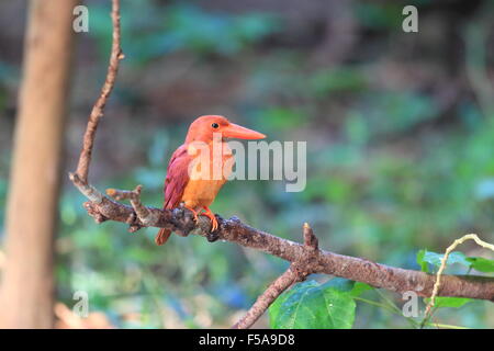 Ruddy (Kingfisher Halcyon coromanda) majeur au Japon Banque D'Images