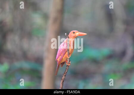 Ruddy (Kingfisher Halcyon coromanda) majeur au Japon Banque D'Images