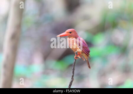 Ruddy (Kingfisher Halcyon coromanda) majeur au Japon Banque D'Images