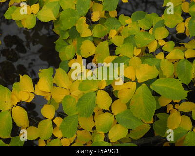 Schéma des jaune et vert de feuilles de l'orme au-dessus de l'eau lente création bleu noir reflets dans une conception d'automne Banque D'Images