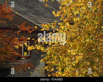 L'or jaune et vert de remplages automne feuilles et brindilles doucement contrastant avec les lignes dures et les surfaces de toit gris ardoise Banque D'Images