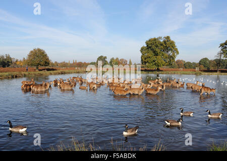 Bushy Park, Londres SW. 31 octobre 2015. Météo France : un troupeau de red deer de Bushy Park décide de faire un plongeon dans l'étang, sur une belle journée ensoleillée dans le sud-est de l'Angleterre avec des températures qui atteignent une température de 18 degrés. Credit : Julia Gavin UK/Alamy Live News Banque D'Images