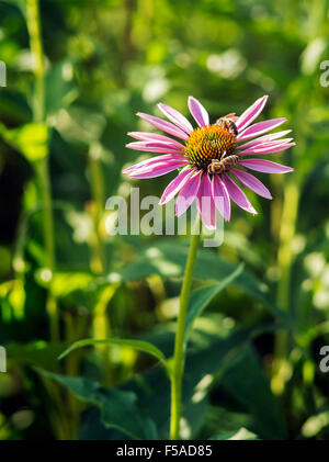 Echinacea purpurea plante médicale close up. Banque D'Images