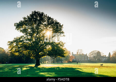 Tettenhall, Wolverhampton. 31 octobre, 2015. Météo : un chien walker jouit du soleil à la fin de l'automne à Wolverhampton qui cette semaine a été trouvé pour être le plus misérable place au Royaume-Uni selon un nouveau sondage. Crédit : Jane Williams/Alamy Live News Banque D'Images