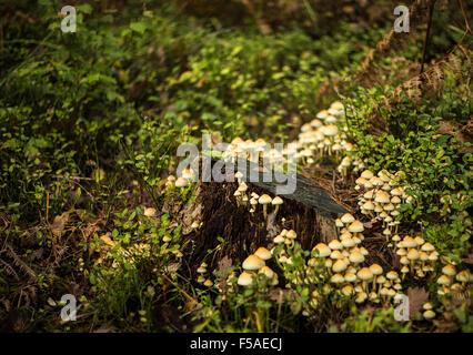 Kuehneromyces mutabilis croissant dans un grand groupe. Banque D'Images