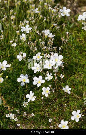 Feuilles mélèze Sandwort, Lärchennadel-Miere Lärchenblättrige Nadelblättrige, Miere, Miere Minuartia laricifolia, Hainkraut, Banque D'Images