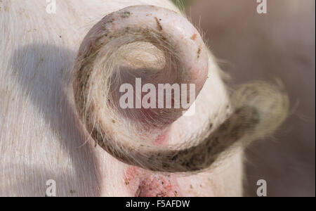 Münster, Allemagne. 30Th Oct, 2015. Le curly tail d'un cochon comme vu dans une ferme à Münster, Allemagne, 30 octobre 2015. Le propriétaire du Cochon fermier, Hartmann, est l'un des 15 agriculteurs de la région c'est avec l'expérience avec les porcs à longue queue. La Chambre d'Agriculture et associations se sont entendues sur l'abandon de la routine d'un raccourcissement de la queue chez les porcs au début de 2014. Photo : Friso Gentsch/dpa/Alamy Live News Banque D'Images