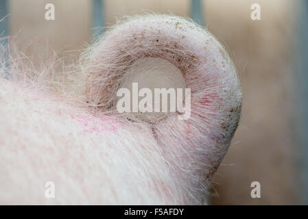 Münster, Allemagne. 30Th Oct, 2015. La queue d'un cochon comme vu dans une ferme à Münster, Allemagne, 30 octobre 2015. Le propriétaire du Cochon fermier, Hartmann, est l'un des 15 agriculteurs de la région c'est avec l'expérience avec les porcs à longue queue. La Chambre d'Agriculture et associations se sont entendues sur l'abandon de la routine d'un raccourcissement de la queue chez les porcs au début de 2014. Photo : Friso Gentsch/dpa/Alamy Live News Banque D'Images