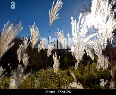 Stand de pampas grass Miscanthus sauvages rétroéclairé capitules avec soleil du matin à l'automne Banque D'Images