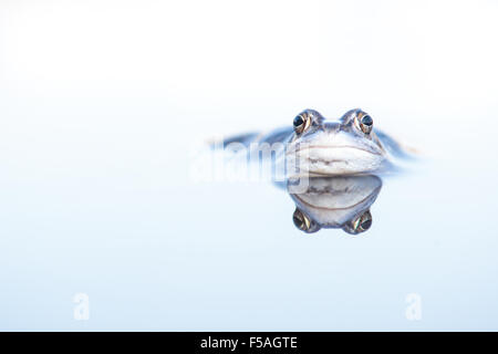 Blue moor frog gisait dans l'eau avec la réflexion Banque D'Images